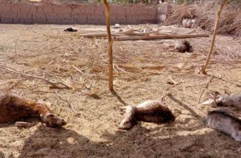 حمله مجدد حیوان وحشی به دام‌ها در شهداد؛ عامل همچنان ناشناخته، مردم هنوز نگران