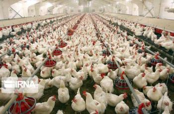 ظرفیت تولید مرغ گوشتی کلاله به یک میلیون و ۲۸۰ هزار قطعه رسید