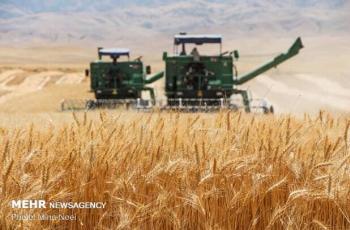 پیش بینی برداشت ۸۱۶ هزار تن گندم در کردستان