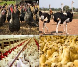 ۹۷.۵ درصد تولید طیور کشور مربوط به مرغ است